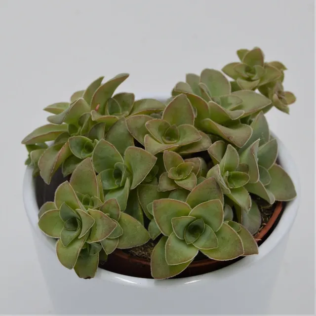 pasiora-crassula-green-trumpet-sukkulente-8-5cm-topf image 1