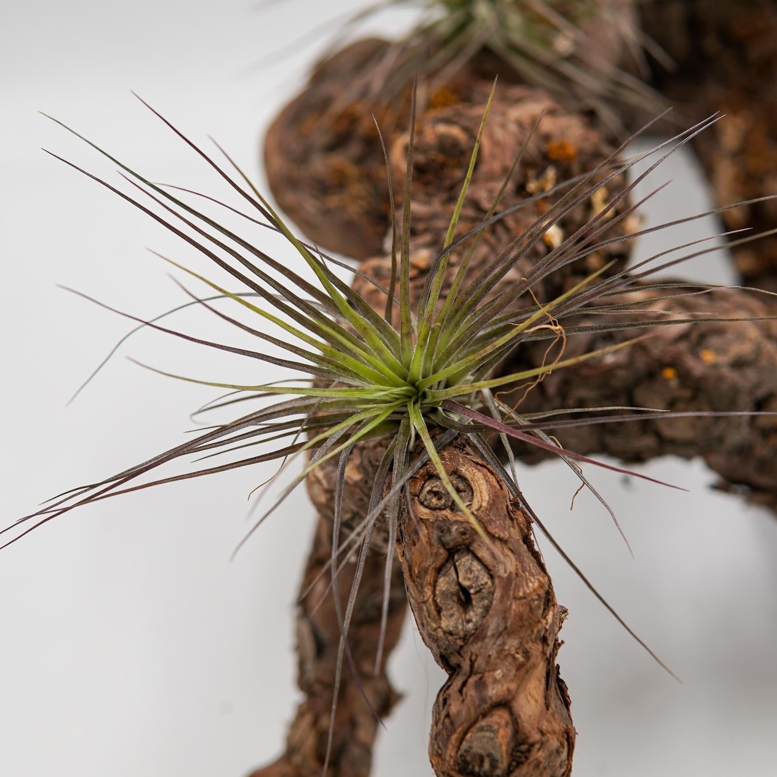 pasiora-tillandsia-stricta-luftpflanze-bromelie image 2