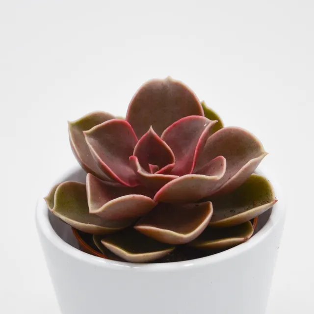 pasiora-echeveria-red-ruby-5-5cm image 1