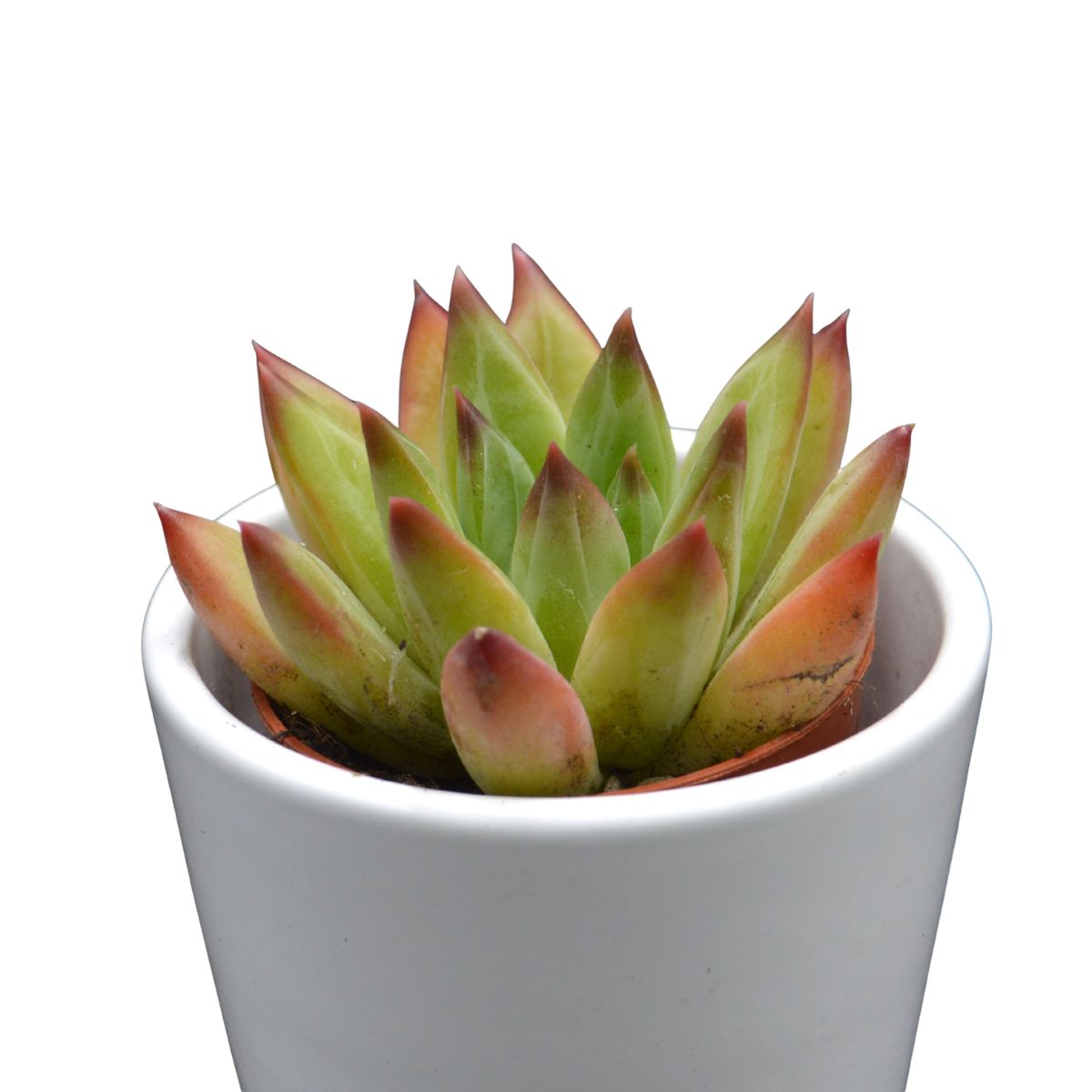pasiora-pachyphytum-hookeri-rubra-sukkulente-5-5cm-topf image 2