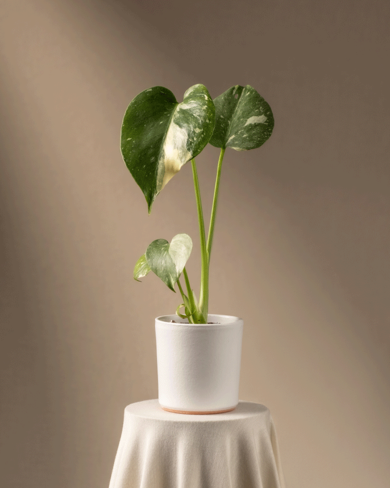 feey-monstera-deliciosa-thai-constellation-babypflanze image 7