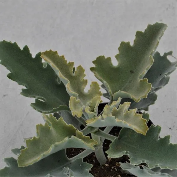 pasiora-kalanchoe-beharensis-roseleaf-elefantenohr-12cm-topf image 1