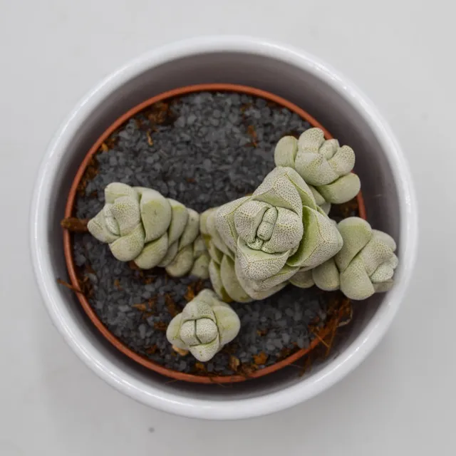 pasiora-crassula-moonstone-sukkulente-8-5-cm-topf image 1