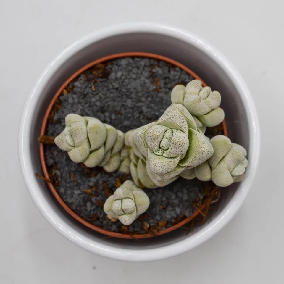 pasiora-crassula-moonstone-sukkulente-8-5-cm-topf image 1