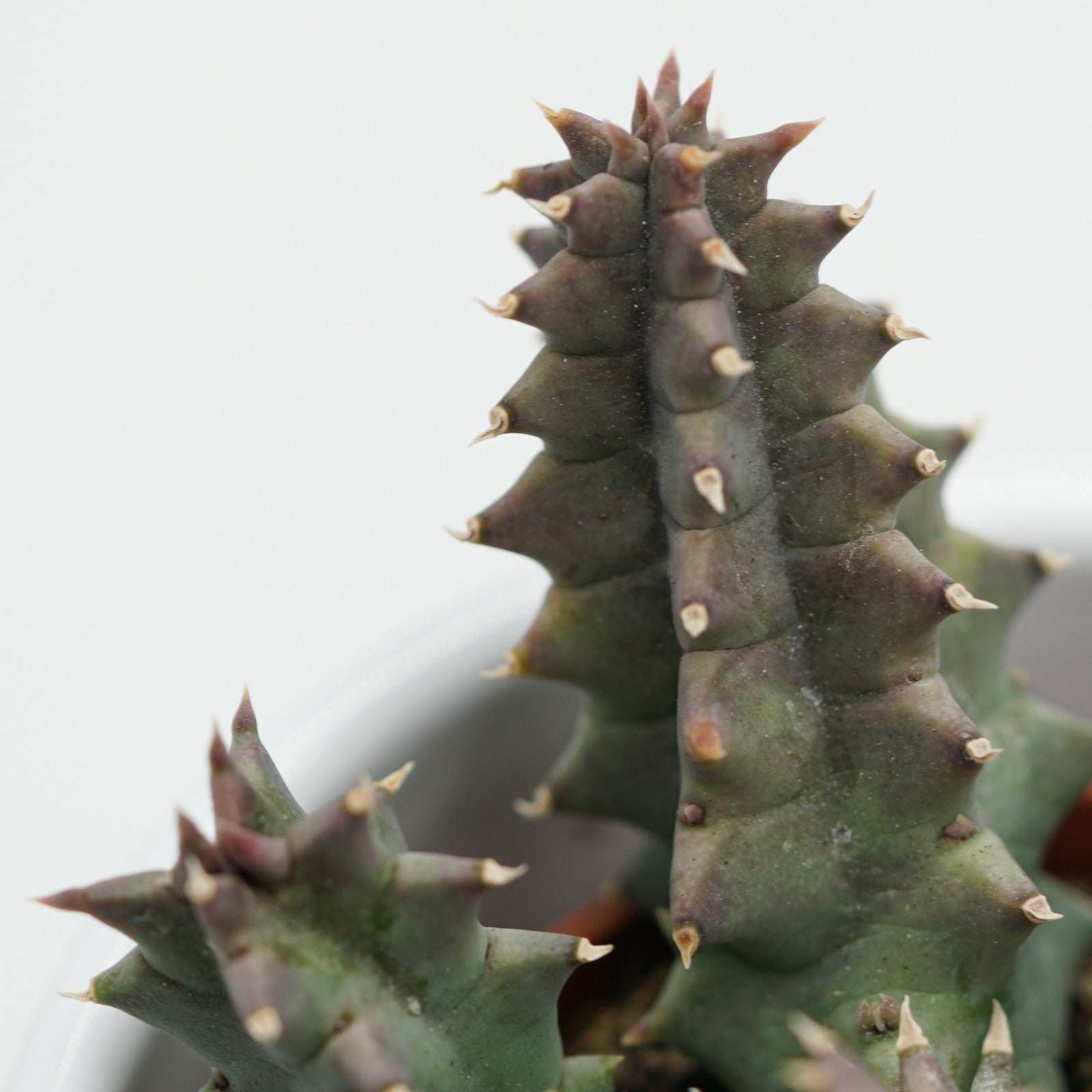 pasiora-huernia-confusa-aasblume-sukkulente-8-cm-topf image 2