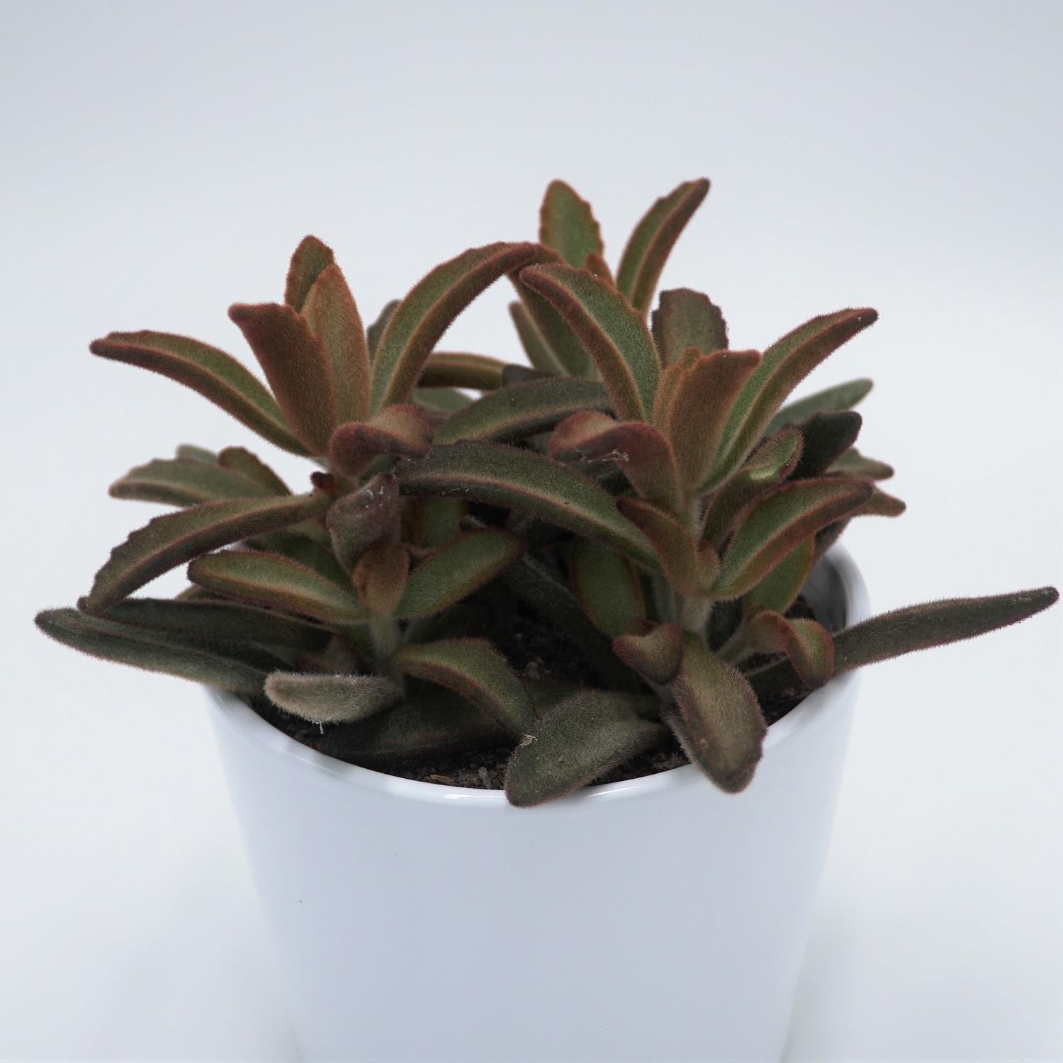 pasiora-kalanchoe-tomentosa-rubra-sukkulente-12-cm-topf image 1