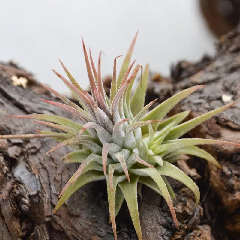 pasiora-tillandsia-ionantha-rubra-luftpflanze image 1