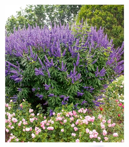baldur-garten-m-nchspfeffer-queen-bee-vitex-zierstrauch image 4