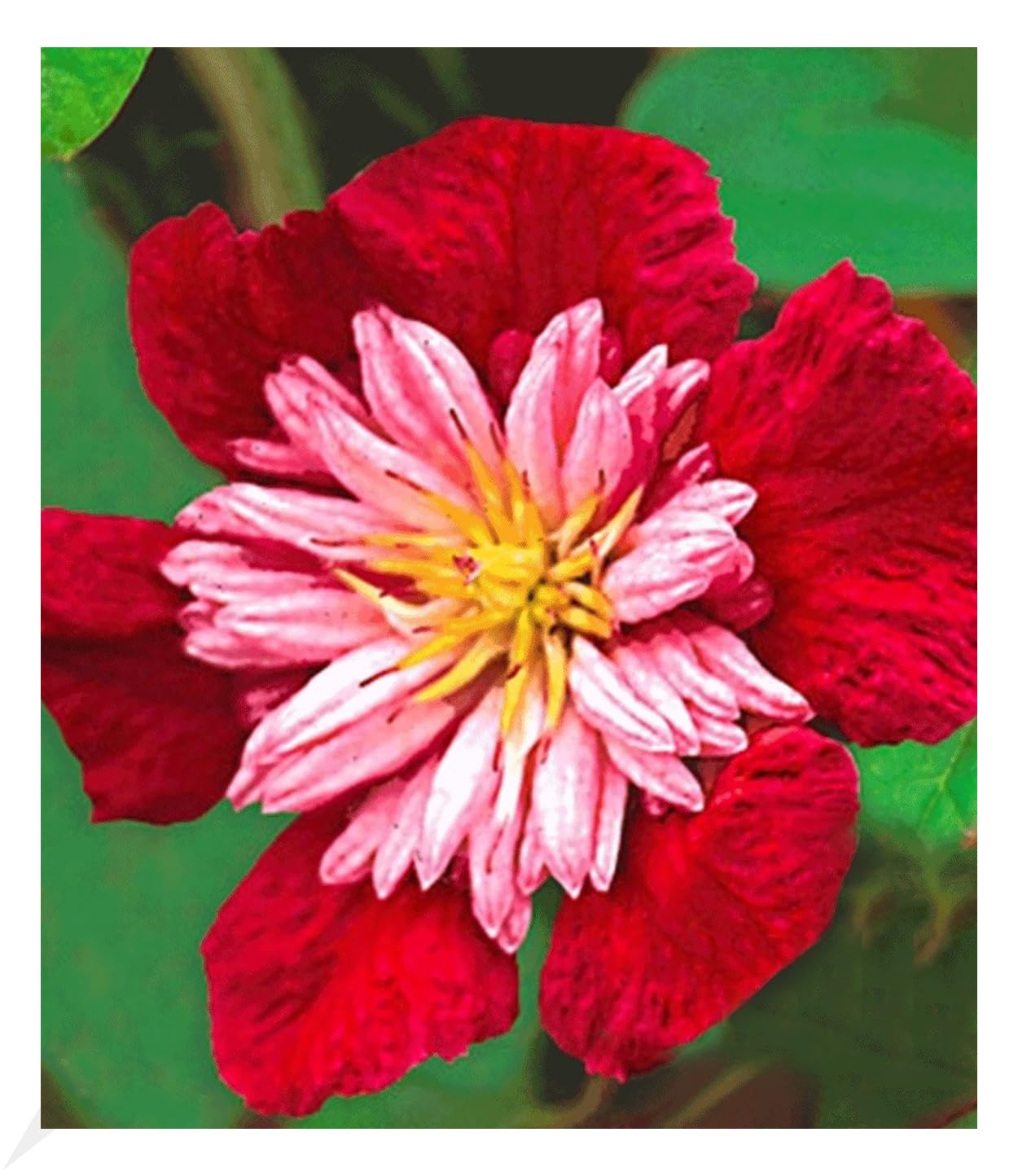 baldur-garten-blaue-clematis-the-president-waldrebe-im-9x9-cm-topf image 5