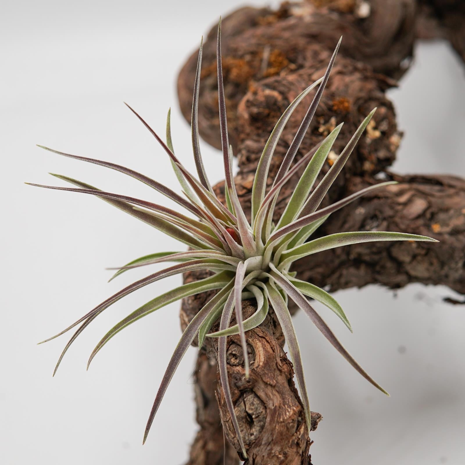 pasiora-tillandsia-kammii-luftpflanze-bromelie image 2