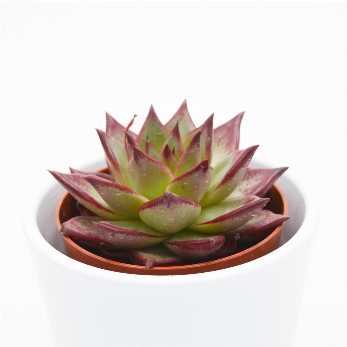 pasiora-echeveria-electra-8-5cm image 1