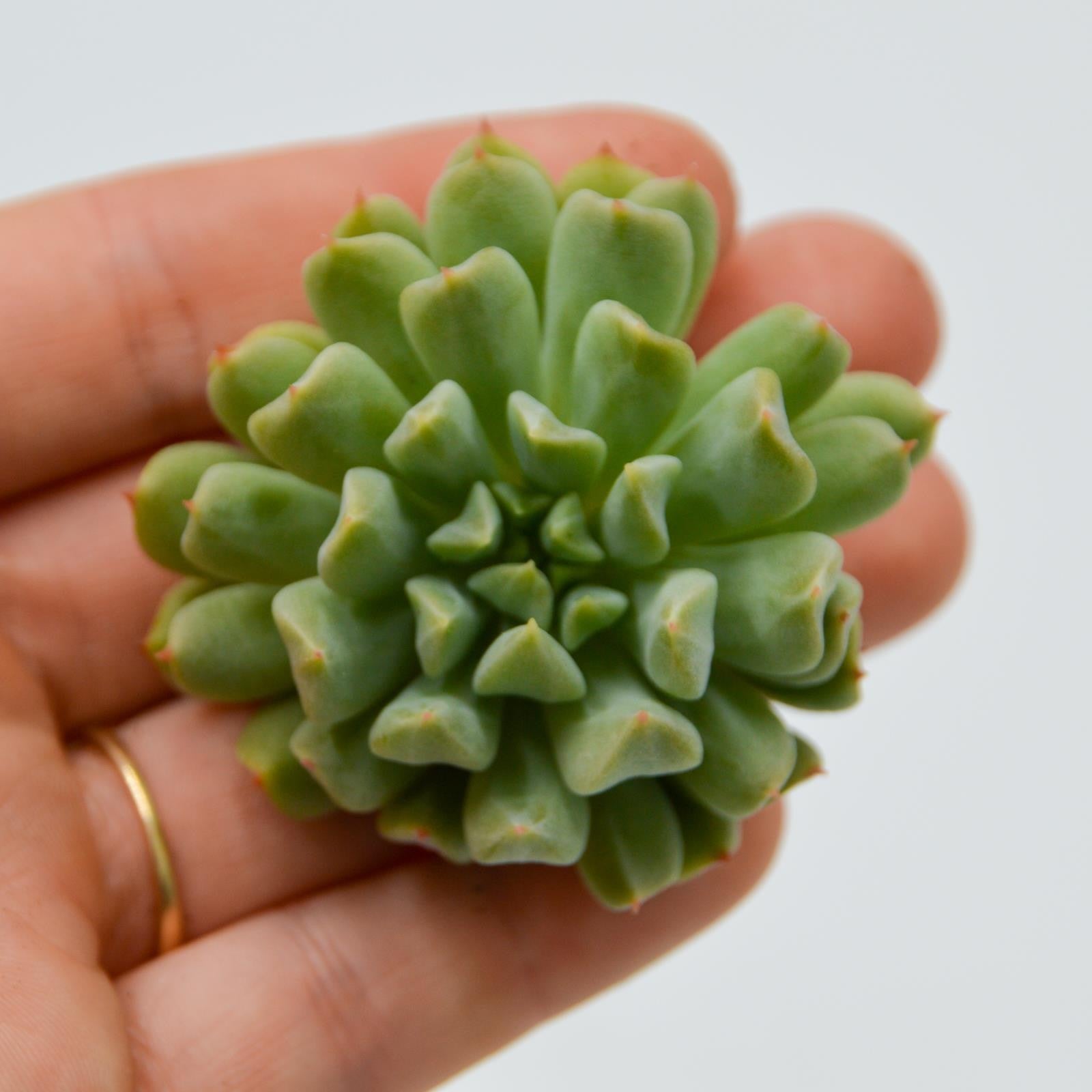 pasiora-echeveria-irish-mint-sukkulenten-stekling-f-r-indoor image 1