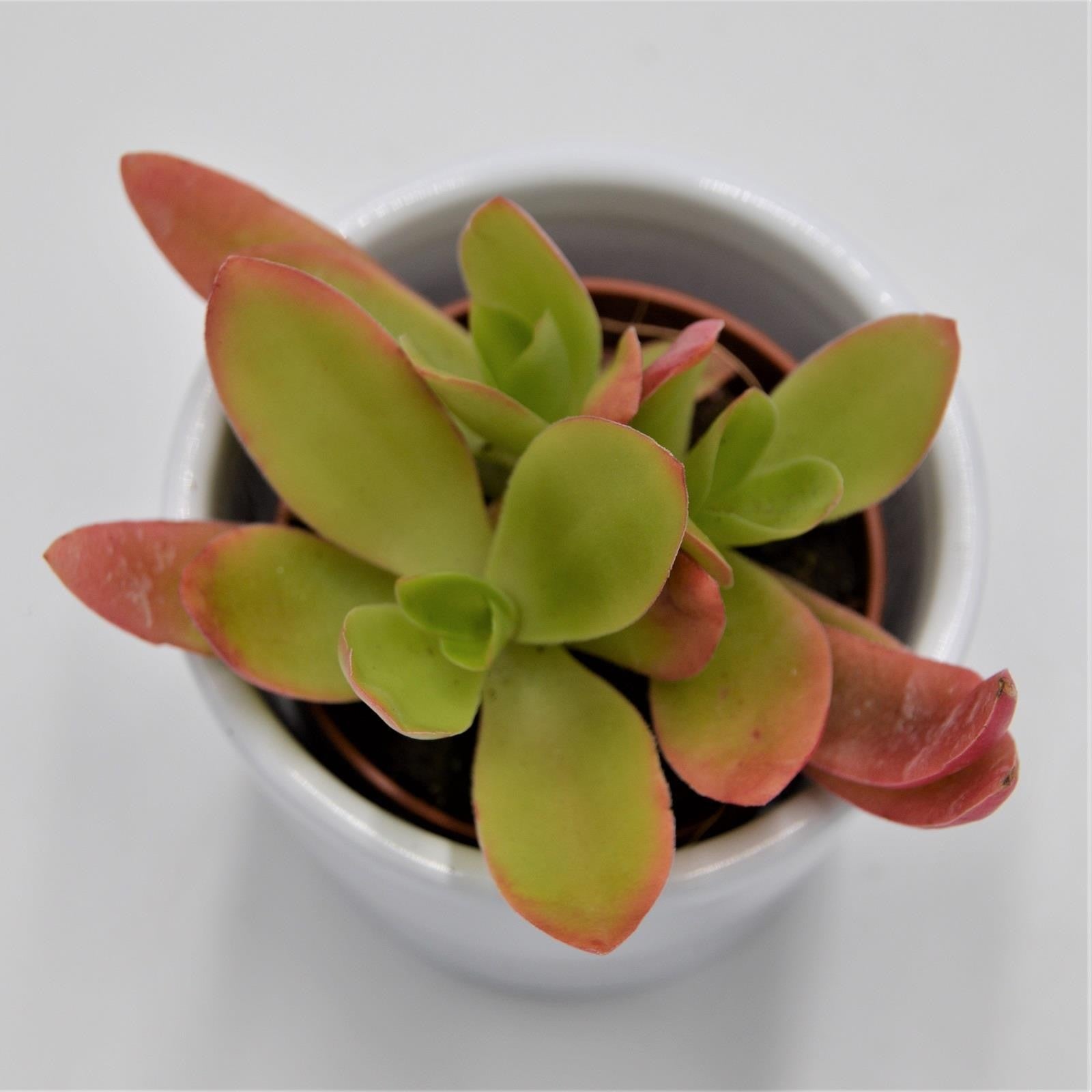 pasiora-crassula-capitella-campfire-sukkulente-5-5cm image 4