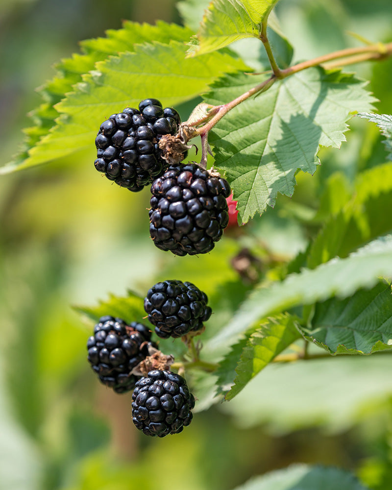 feey-brombeere-black-satin-rubus-fruticosus image 2
