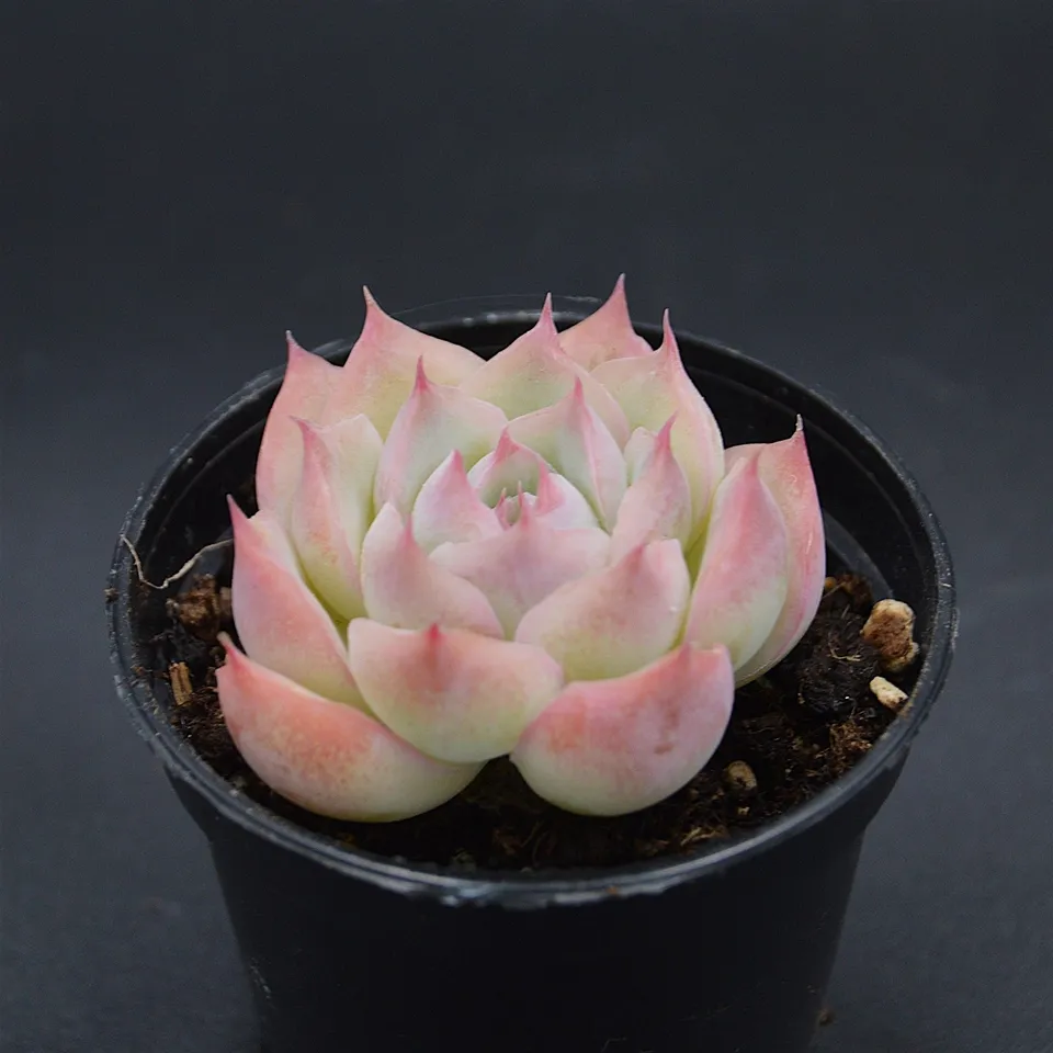 pasiora-echeveria-wraith-einzelst-ck-rarit-t-indoor image 1