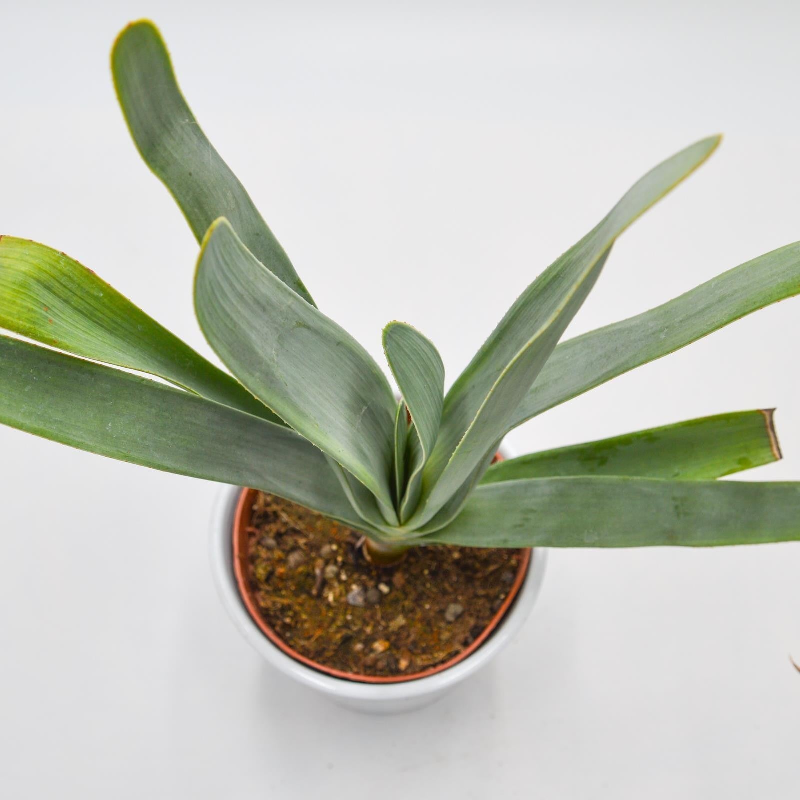 pasiora-aloe-plicatilis-12cm-f-cher-aloe image 1