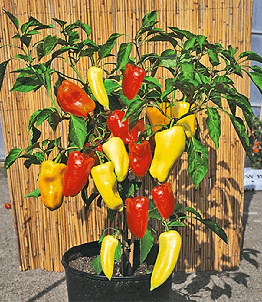 baldur-garten-ungarischer-paprika-gypsy-f1-gem-sepflanze-im-10-5-cm-topf image 2