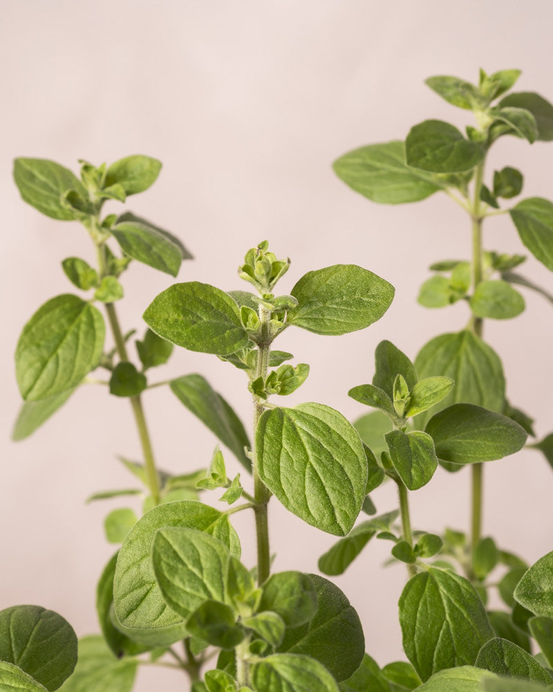 feey-oregano-origanum-vulgare-kr-uterpflanze image 2
