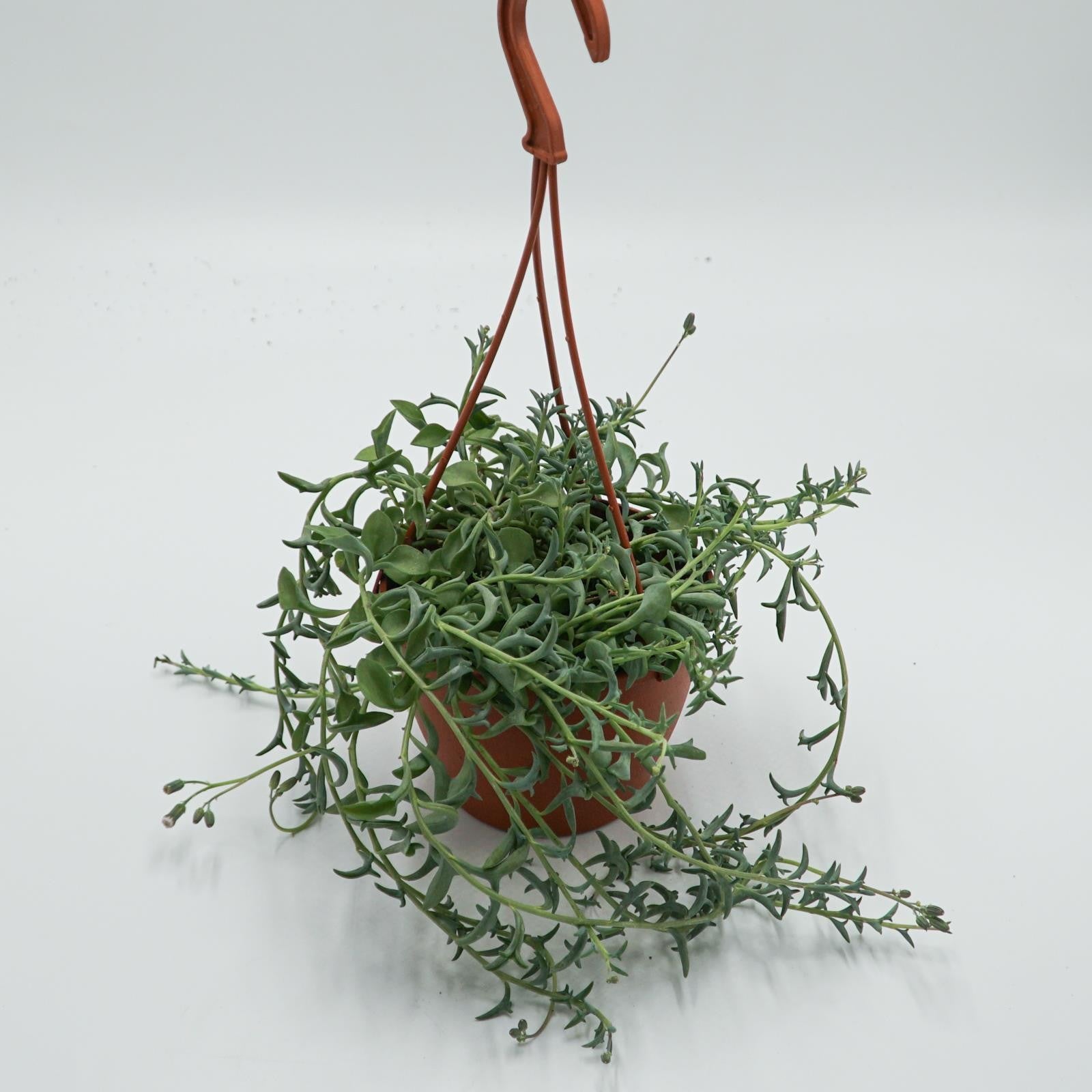 pasiora-senecio-peregrinus-string-of-dolphins-ampel-12-cm-topf image 5