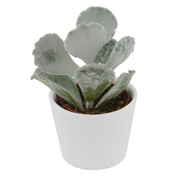 pasiora-cotyledon-undulata-sukkulente-6cm-topf image 2