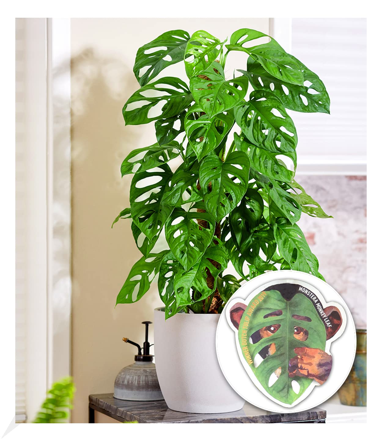 baldur-garten-monstera-deliciosa-fensterblatt-12-cm-topf image 5