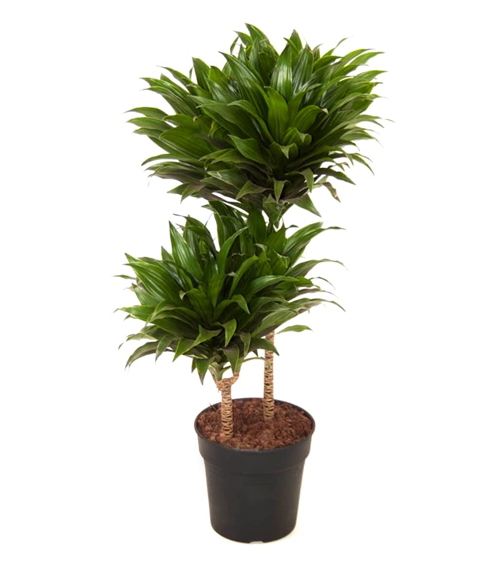 baldur-garten-dracaena-compacta-zimmerpflanze-ca-55-cm-im-19-cm-topf image 3