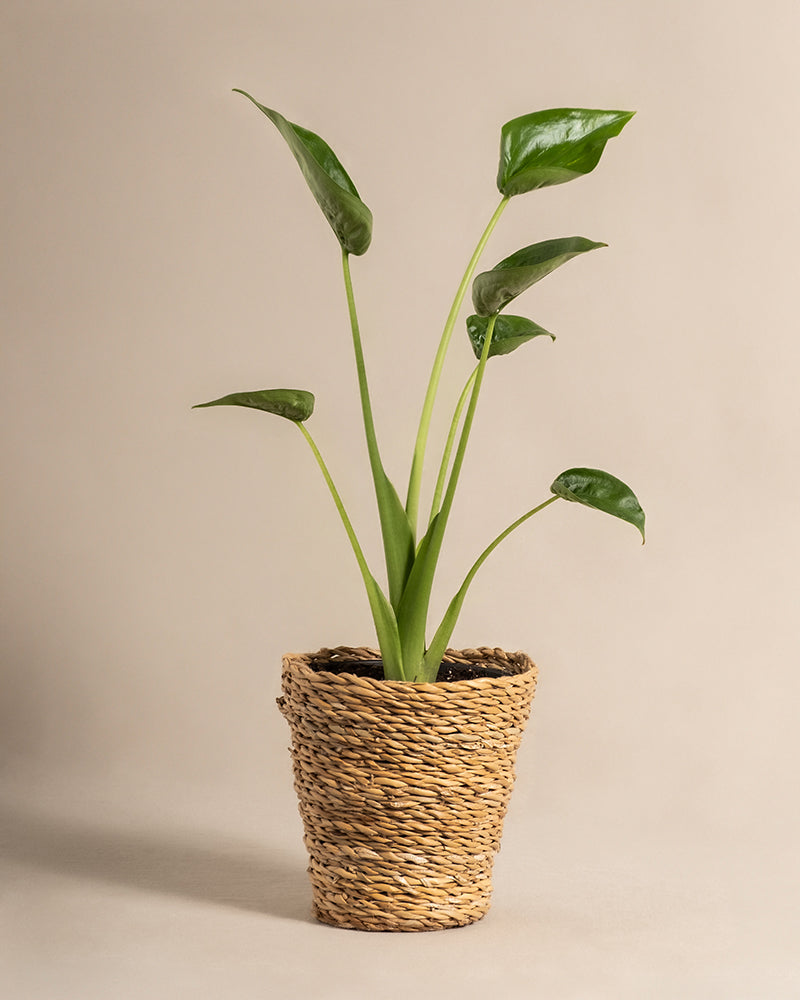 feey-alocasia-tiny-dancer-pfeilblatt-zimmerpflanze image 7