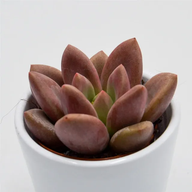 pasiora-x-graptoveria-pink-donna-sukkulente-5-5cm image 1