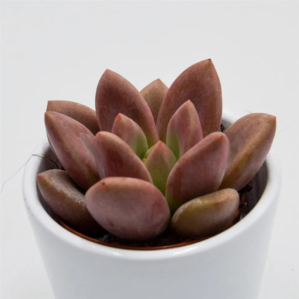 pasiora-x-graptoveria-pink-donna-sukkulente-5-5cm image 1