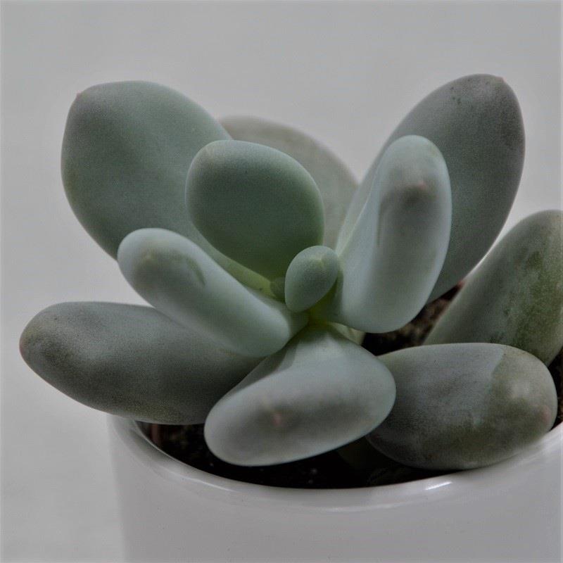 pasiora-pachyphytum-oviferum-sukkulente-6-cm-mini-topf image 1