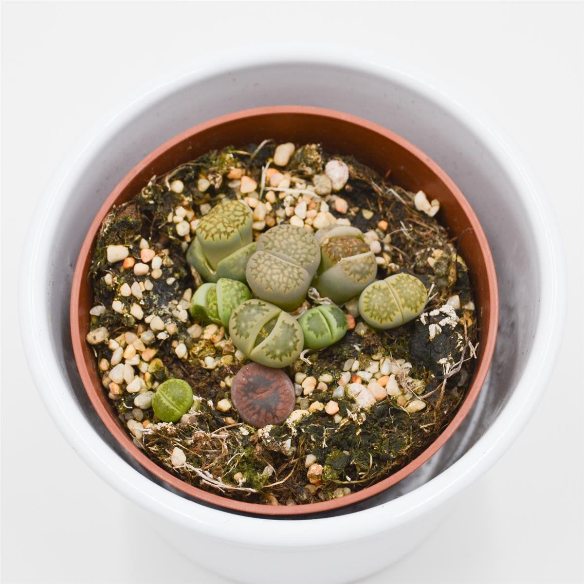 pasiora-lithops-ssp-lebende-steine-8-5cm-topf image 1