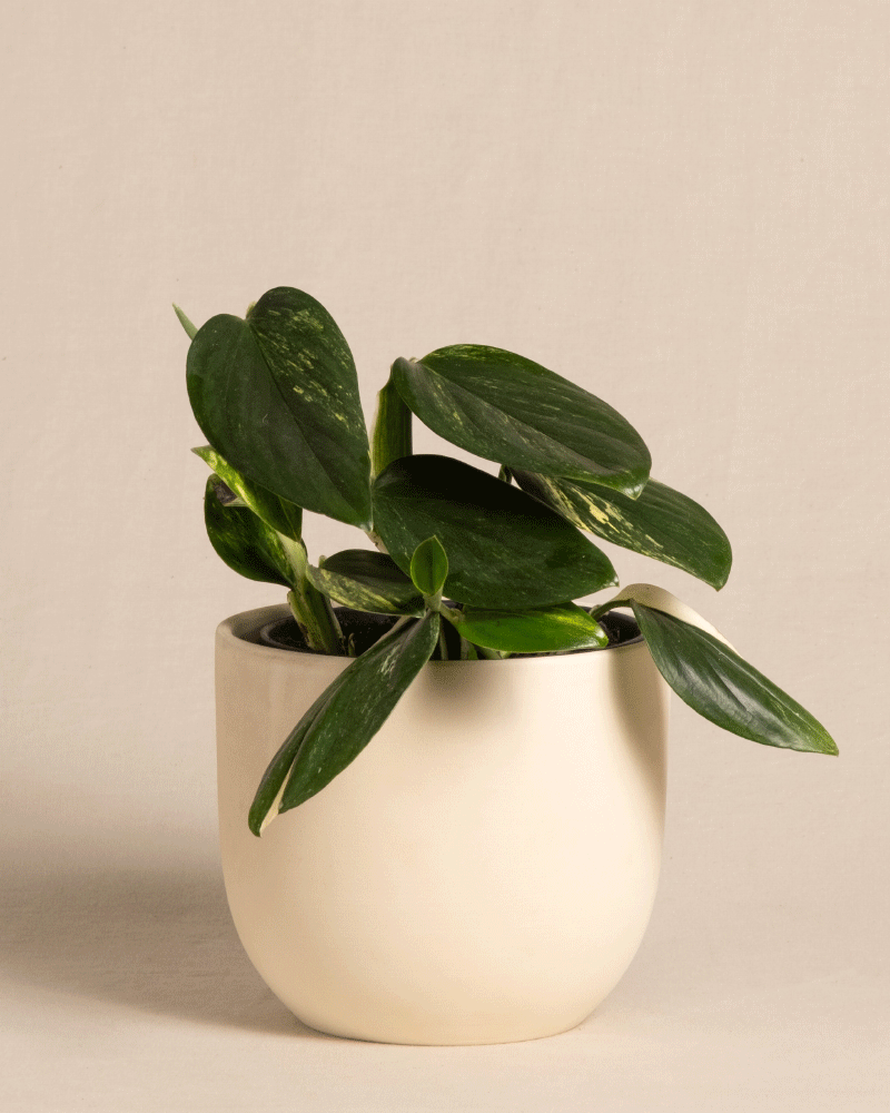 feey-monstera-standleyana-fensterblatt-topf-16 image 6