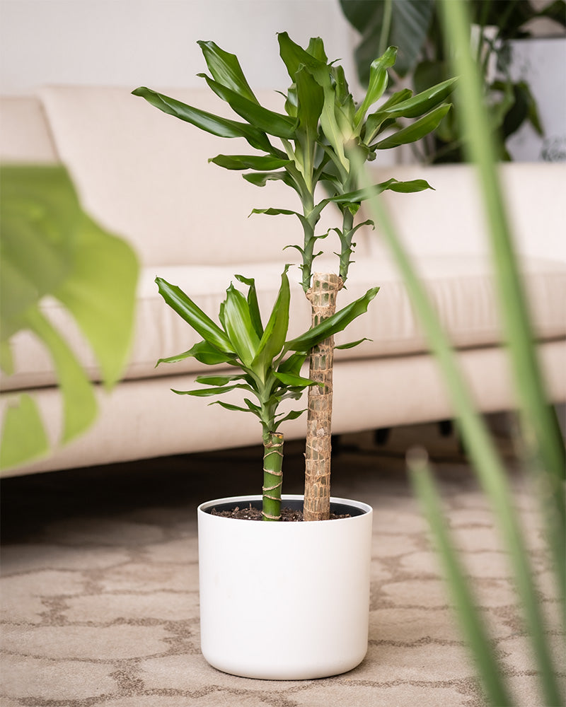 feey-gro-er-drachenbaum-dracaena-fragrans-65-75-cm image 7