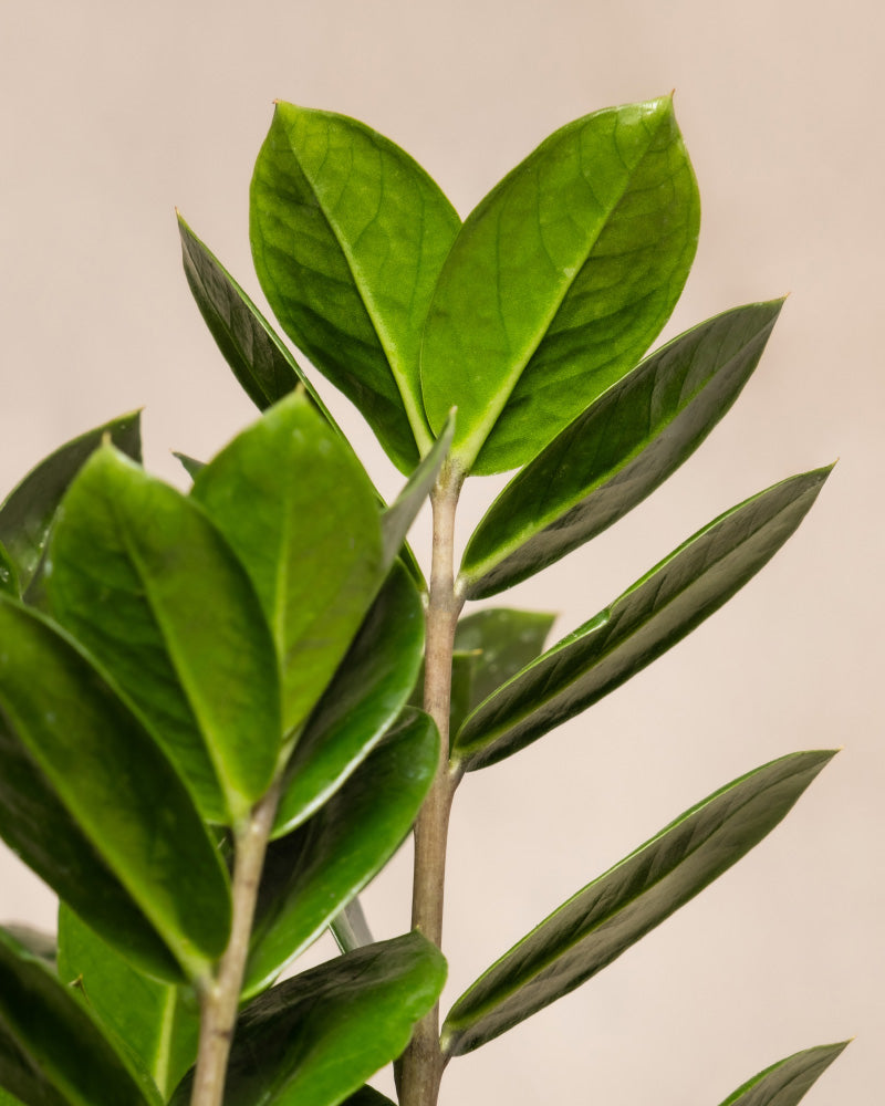 feey-trio-infernale-pflanzenset-monstera-deliciosa-gl-cksfeder-herzblatt image 7
