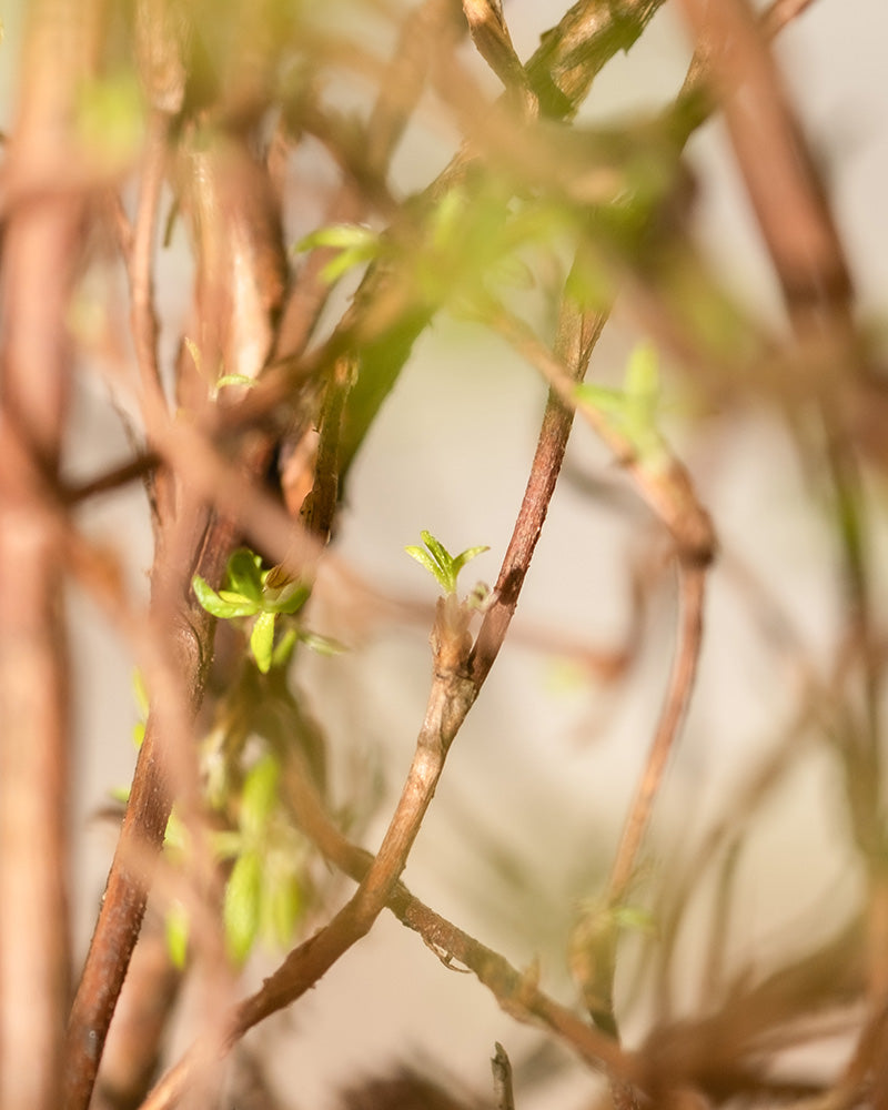 feey-gelber-fingerstrauch-potentilla-goldfinger image 4