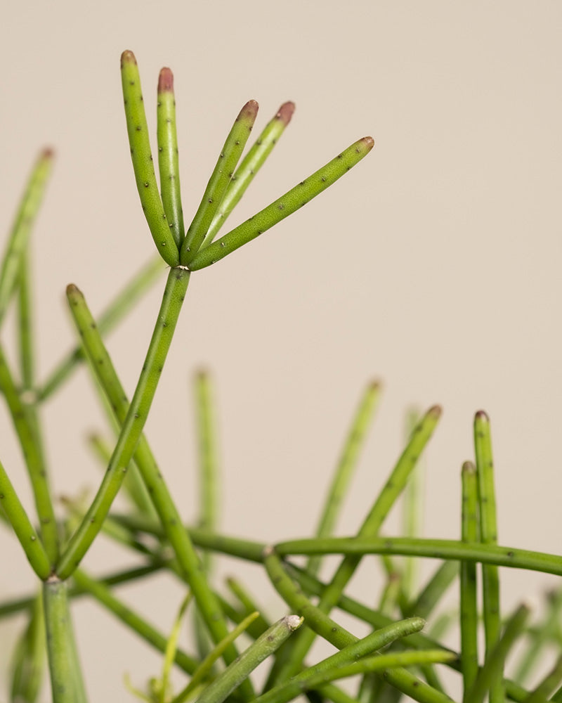 feey-rhipsalis-neves-armondii-zimmerpflanze-halbschattig image 2