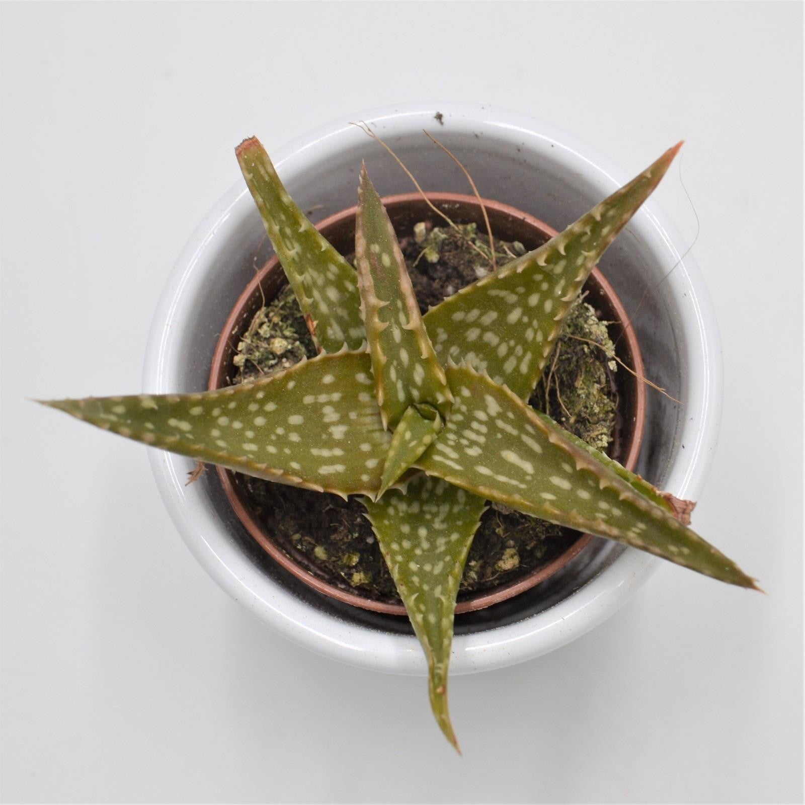 pasiora-aloe-contina-sukkulente-im-5-5cm-topf image 1