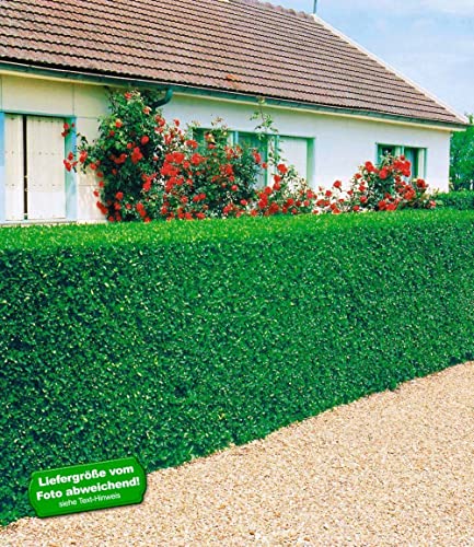 baldur-garten-3er-immergr-ne-liguster-hecke-wurzelnackt-50-60-cm image 5