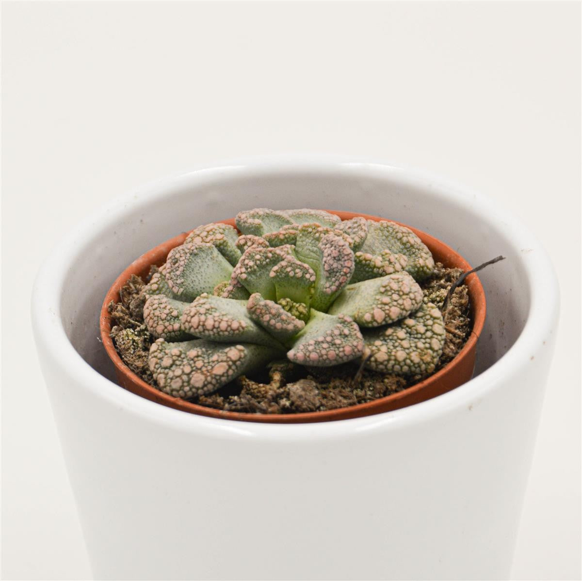 pasiora-titanopsis-calcarea-echtes-kalkblatt-5-5-cm-topf image 2