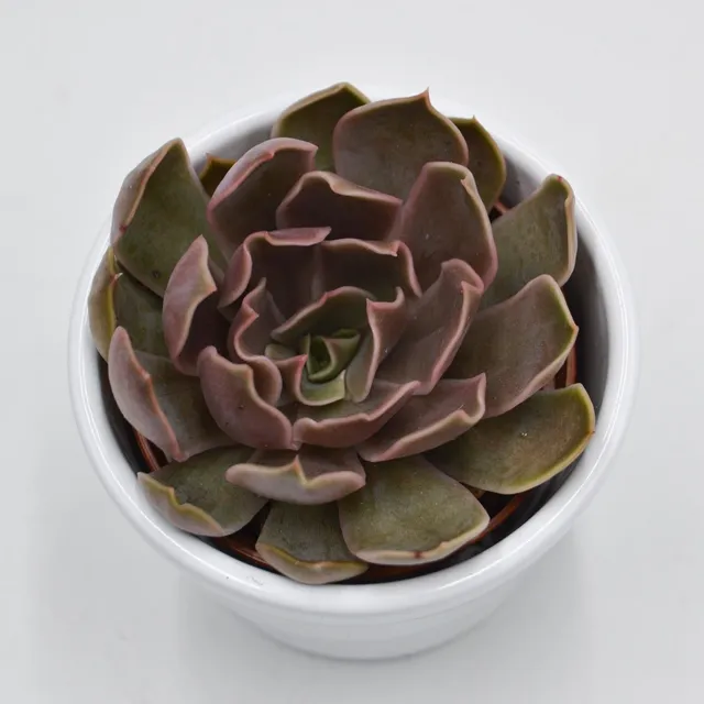 pasiora-echeveria-kisses-sukkulente-6cm-topf image 1
