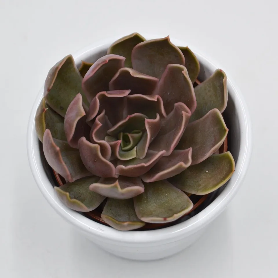 pasiora-echeveria-kisses-sukkulente-6cm-topf image 1