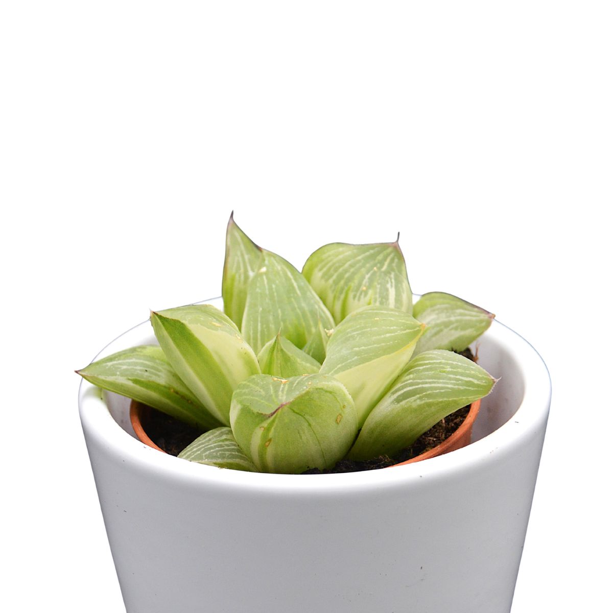 pasiora-haworthia-retusa-white-ghost-sukkulente-5-5cm image 3