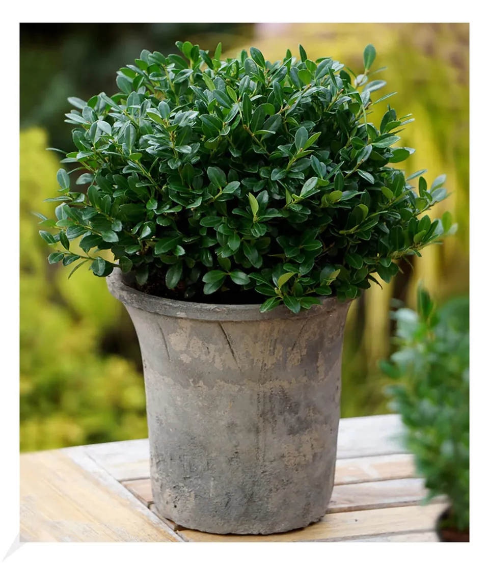 baldur-garten-ilex-crenata-luxus-globe-buchs-ersatz-im-9x9-cm-topf image 1