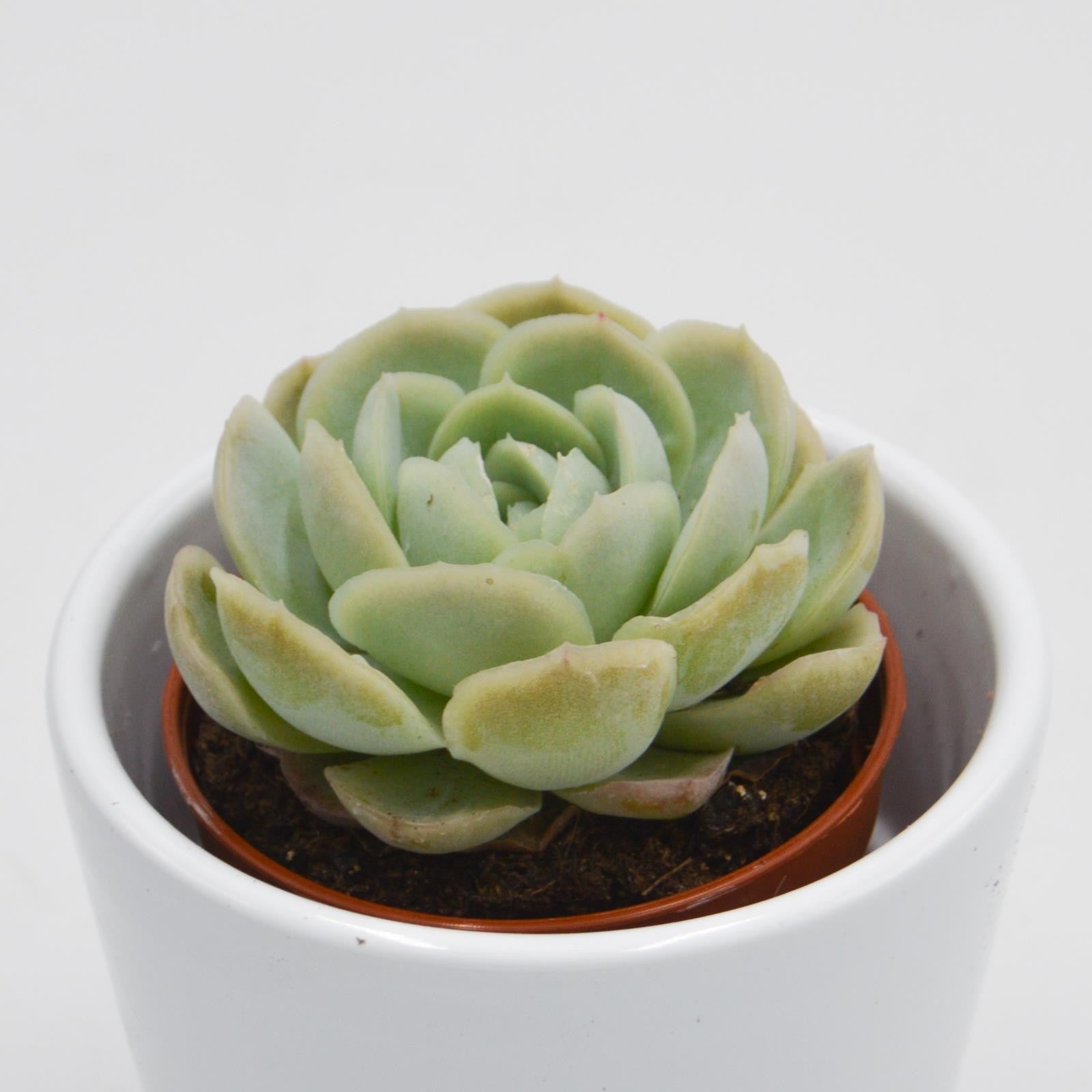 pasiora-echeveria-elegans-sukkulente-im-5-5cm-topf image 5