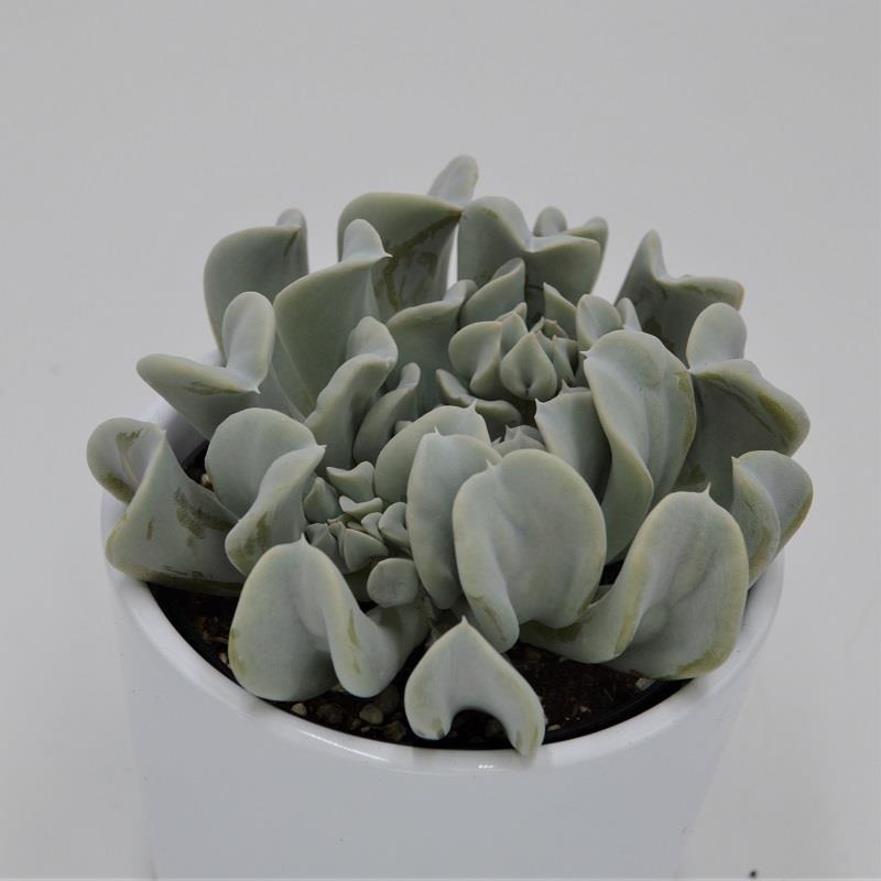 pasiora-echeveria-runyonii-topsy-turvy-sukkulente-9-cm-topf image 1