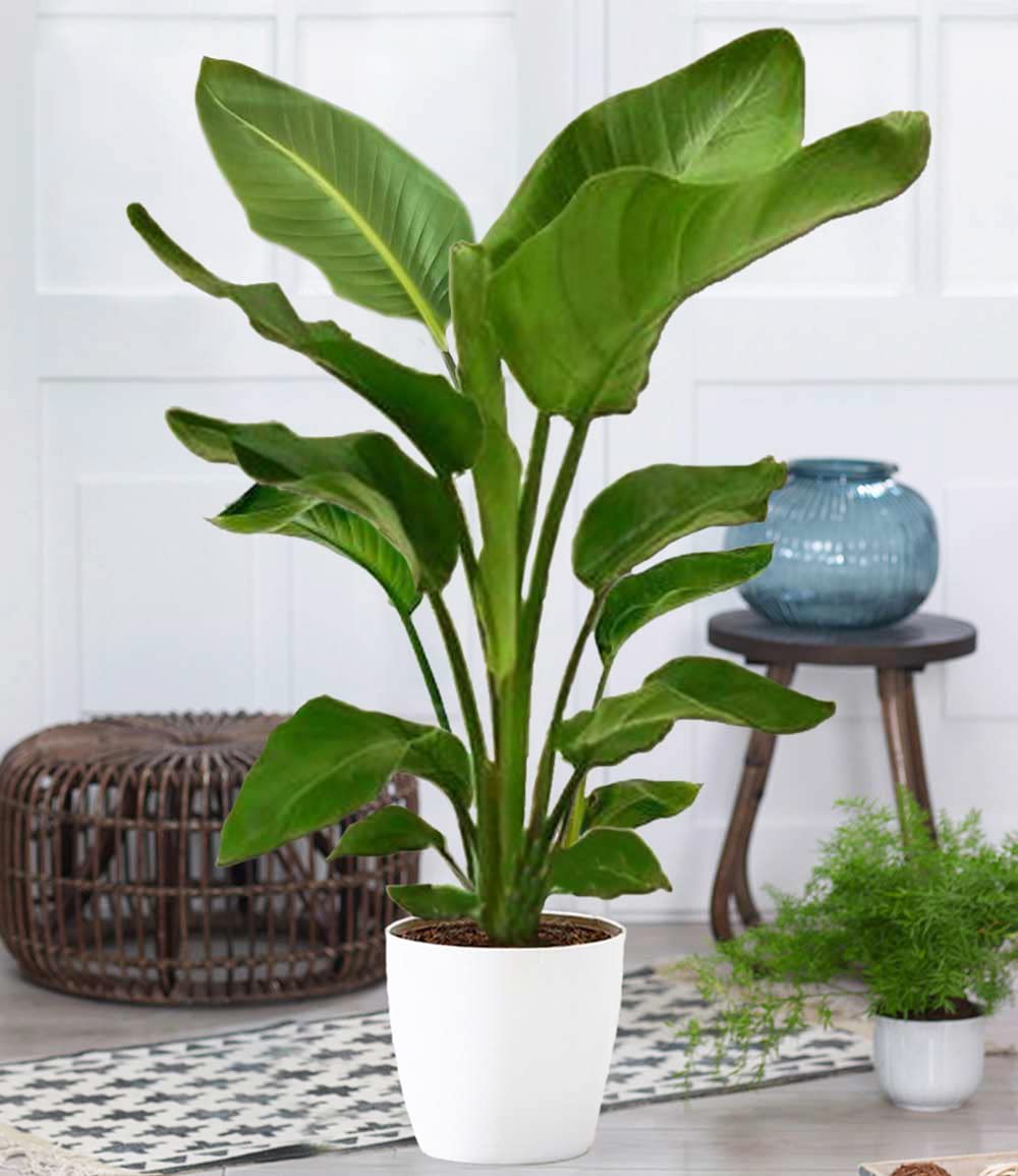 baldur-garten-baumstrelitzie-nicolai-zimmerpflanze-im-19-cm-topf-ca-90-cm image 2