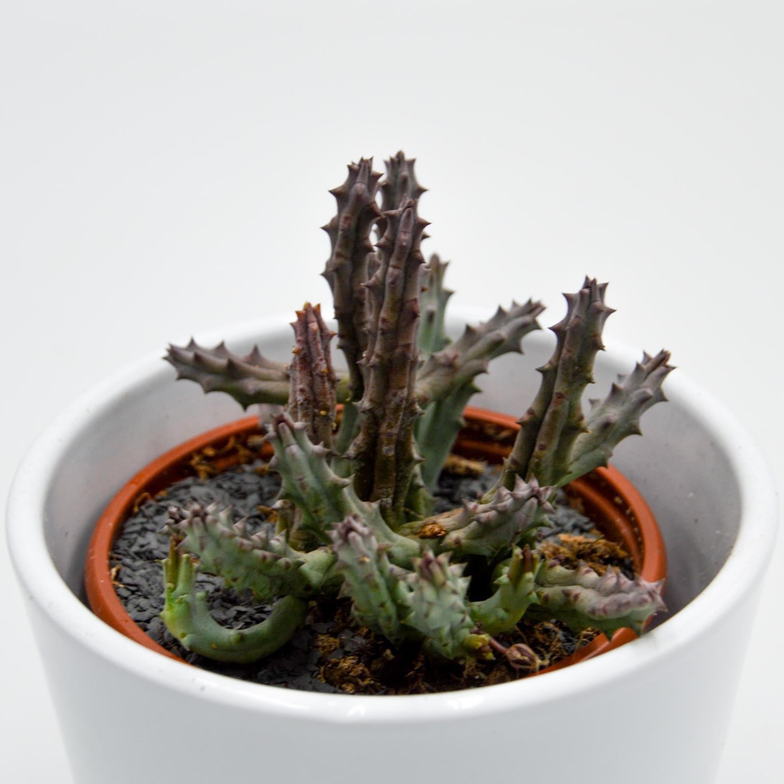 pasiora-huernia-x-pendurata-aasblume-sukkulente-8-cm-topf image 2