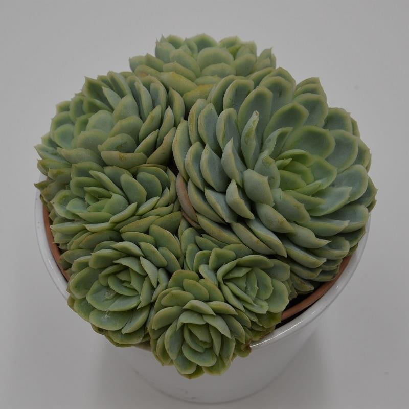 pasiora-echeveria-elegans-sukkulente-im-14cm-topf image 2