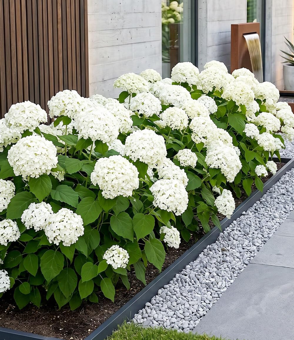 baldur-garten-schneeball-hortensie-annabelle-im-9x9-cm-topf image 1