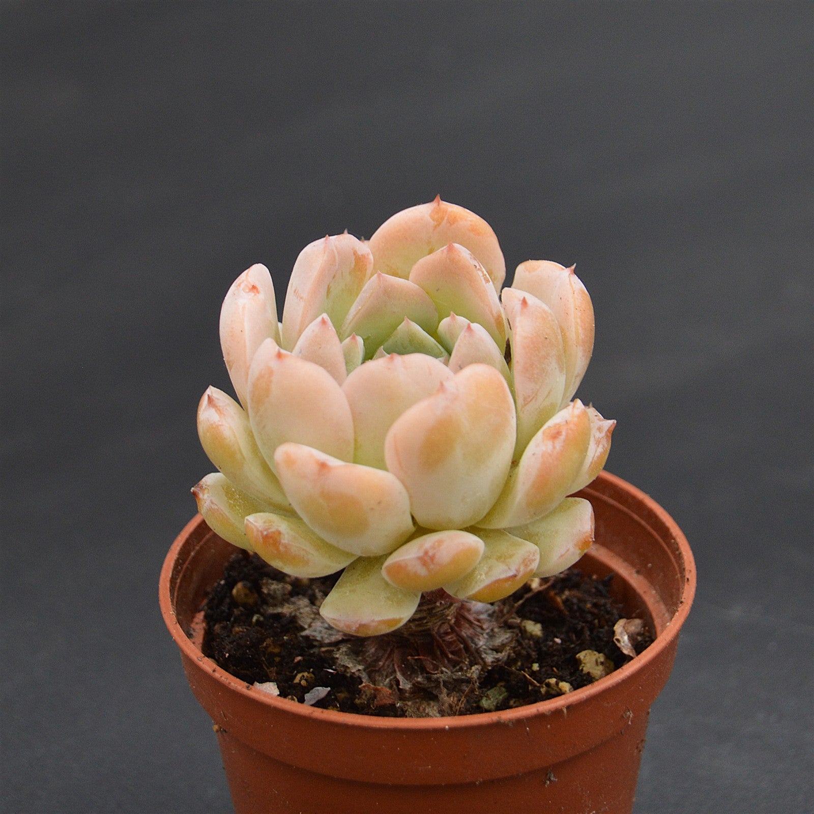pasiora-echeveria-amazing-grace-sukkulente-einzelst-ck-indoor image 1
